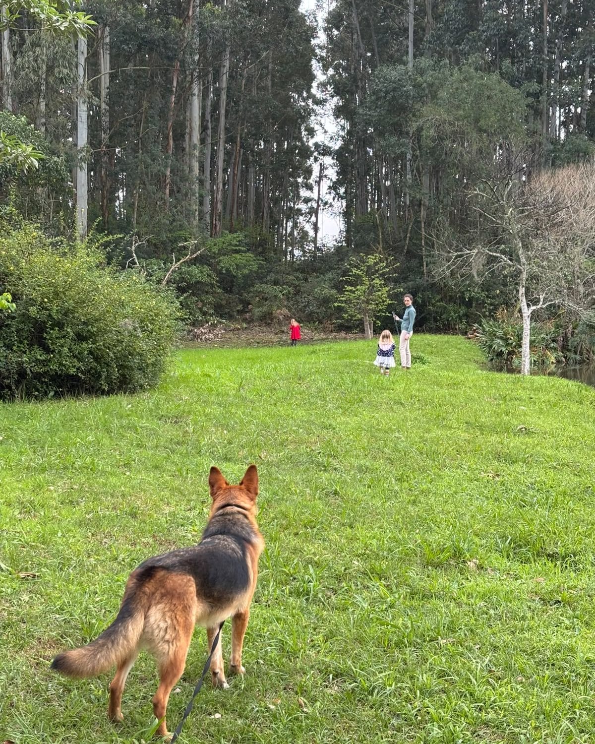 Trilha na mata de eucaliptos, com o cachorro em primeiro plano e a família ao fundo.