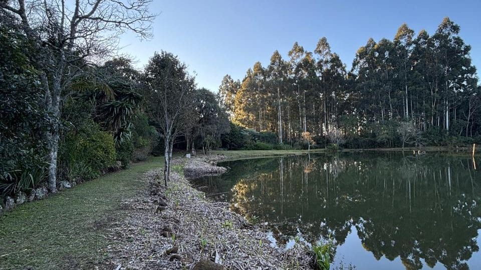 O lago visto da margem, com os eucaliptos refletidos na água.